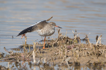 Redshank