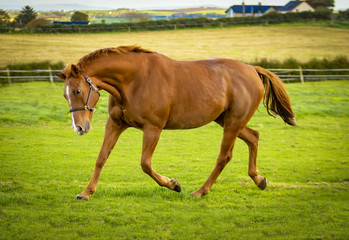 Fototapeta premium Horse