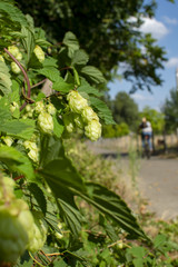 Hopfen im Park.