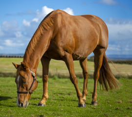 Horse