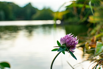Cloverflower