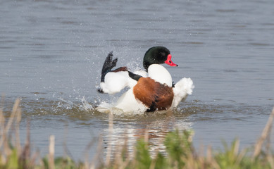 Shelduck
