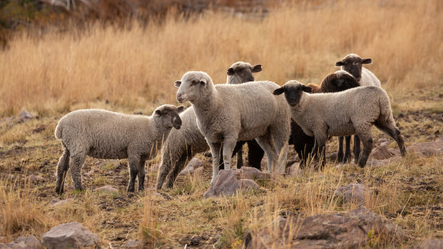 A small flock of sheep stands in a rocky meadow of winter brown grass.