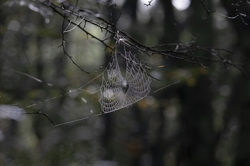 逆光で浮かび上がる朝露の蜘蛛の巣