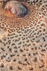 Abstract nature background macro Sajor-caju mushroom plants. The use of design ideas texture pattern or concept natural Wallpaper.