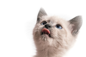 The head of a kitten with the put-out tongue