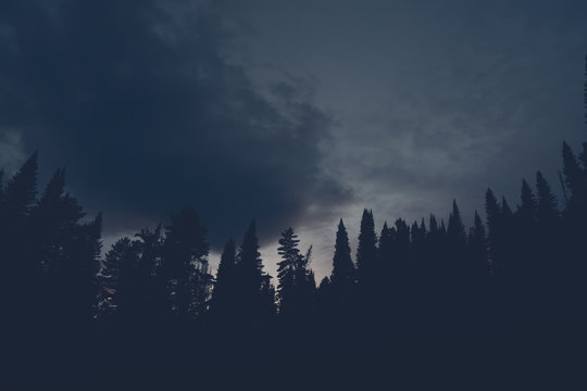 Dark silhouettes of high pines and spruces from below upwards on background of cloudy sunset sky with copy space. Coniferous trees close up in navy blue tones. Eerie atmospheric landscape. © Daniil