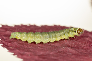 Grüne Raupe auf rotem Blatt Studio makro