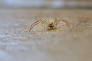 Springspinne auf Fussboden erwischt