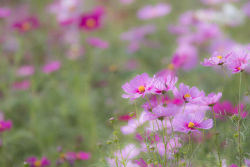 コスモスの花畑 