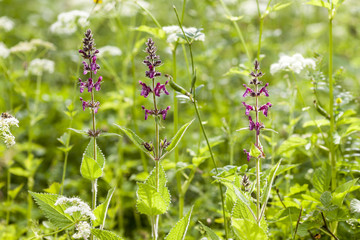 Lila Kräuter auf Wiese