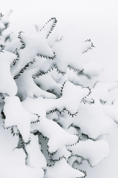 Christmas Tree Farm
