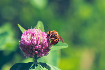 Fat bee find nectar in pink clover close up. Insect on flower with copy space on green blurred background.