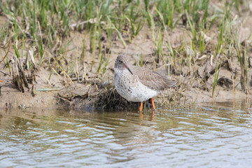 Redshank