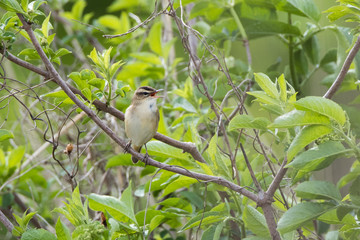 Sedge Warbler (Acrocephalus schoenobaenus) Singing in a Tree