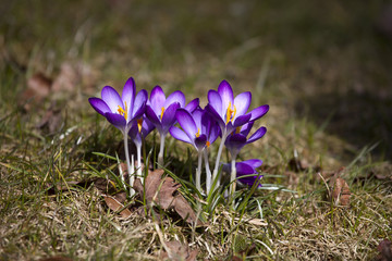 lila Krokus blüht im Frühling
