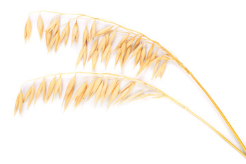 oat spike or ears isolated on white background close-up