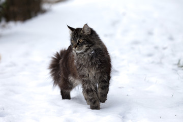 Graue Katze im Schnee