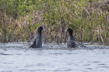 Obraz premium Coots Fighting