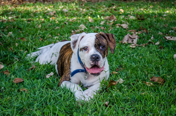 Relaxing dog