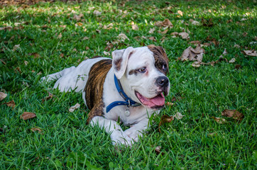 Resting in grass