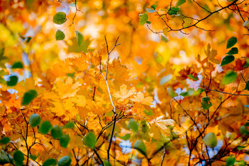Closeup view on yellow leaves in autumn season park.