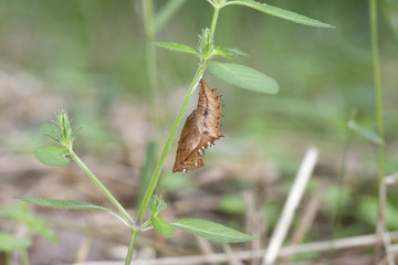 ツマグロヒョウモンの蛹（さなぎ）