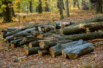 Fototapeta na wymiar Cut tree on a ground in autumn season forest.