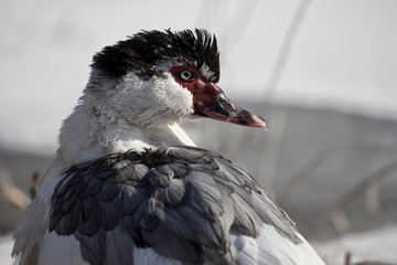 Ente im Winter am Fluss