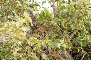 Naklejka na ściany i meble Jaguar from Pantanal, Brazil