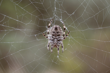 net_hunting