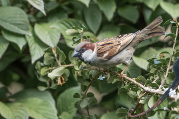 Sparrow