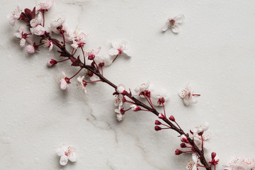 spring flowers, apricot or plum blossoms on marble background