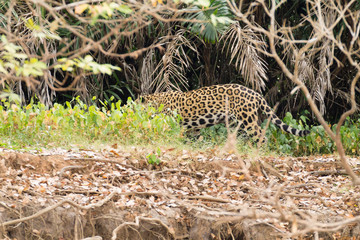 Jaguar from Pantanal, Brazil