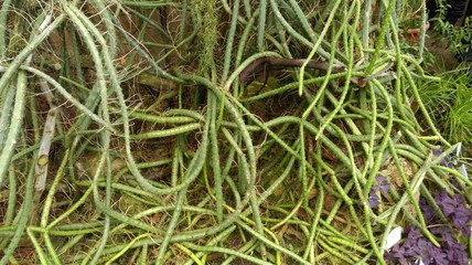 plexus cacti