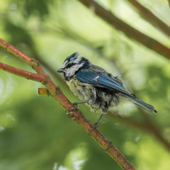 Blue Tit after Bath