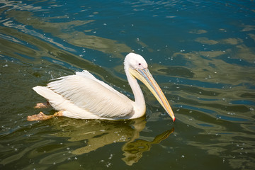 Pelican floating on the lake