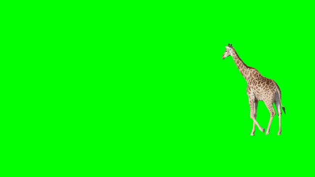 African giraffe slowly walking across the frame on green screen, real shot, isolated with chroma key, perfect for digital composition, cinema, 3d mapping.