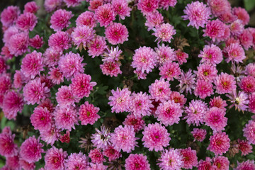 Pink Chrysanthemum in the garden. Background. Texture