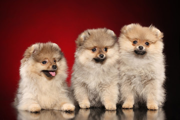 Happy Pomeranian Spitz puppies