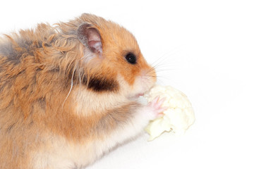 cute funny Syrian furry hamster eats cabbage