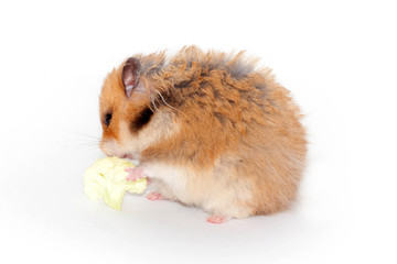 cute funny Syrian furry hamster eats cabbage