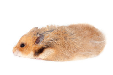 Fototapeta premium cute funny Syrian fluffy hamster lies and sleeps