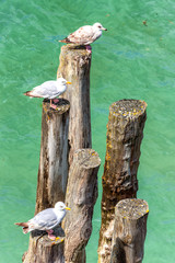 Buhnen an der Küste von Saint-Malo