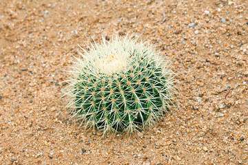 Ferocactus on a sand ground