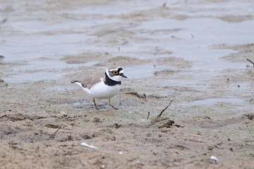 Little Ringed Plover