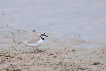 Little Ringed Plover