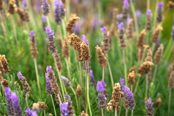 Blossoming lavender