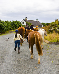 Walking Horses