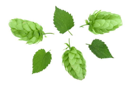 hop cones with leaves isolated on white background close-up. Top view. Flat lay pattern